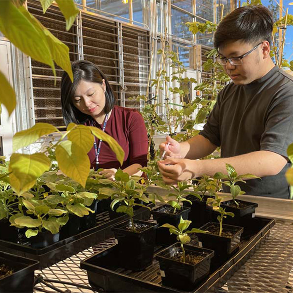 Thuy Thuy Dang in plant growth facility