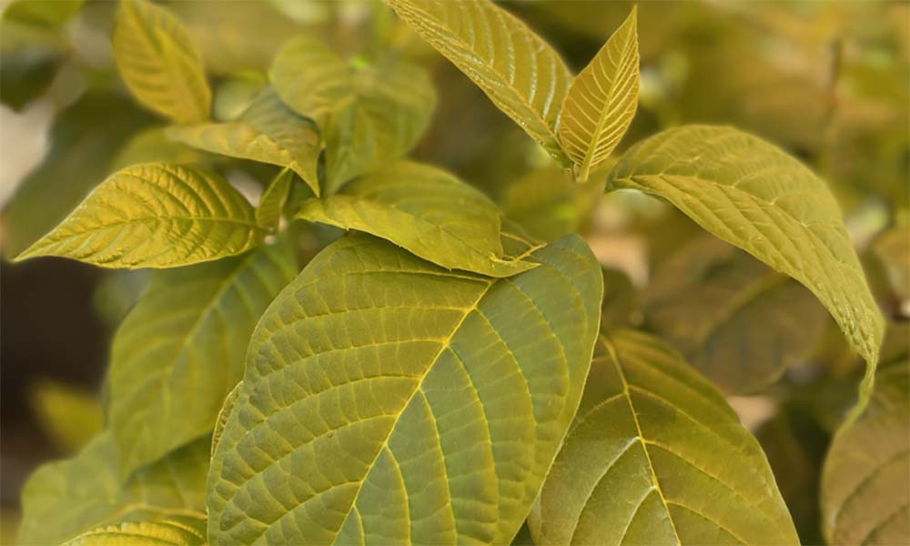 Close up of leaves